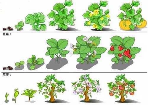 使用植物生長調(diào)節(jié)劑誤區(qū)解析